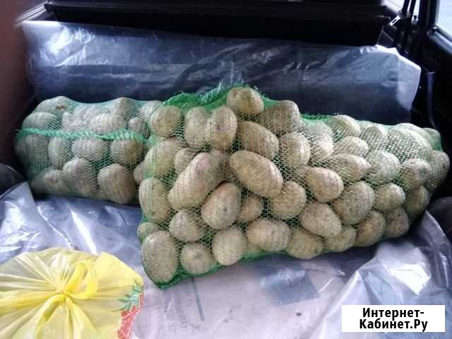 Картофель с фермы в розницу, лук, морковь натураль Москва - изображение 1