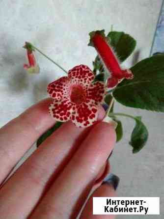 Колерия Волгоград