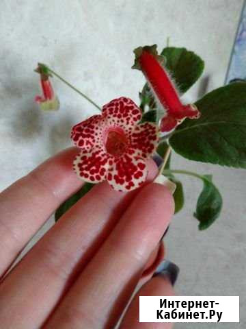 Колерия Волгоград - изображение 1