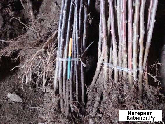 Подвой 62-396 Орёл - изображение 1