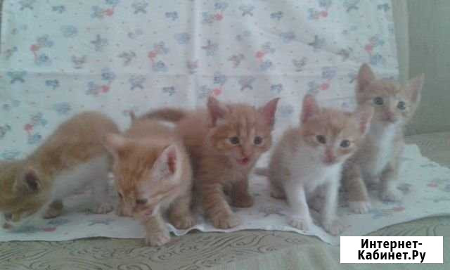 5 рыжих котят - мальчики Кисловодск - изображение 1