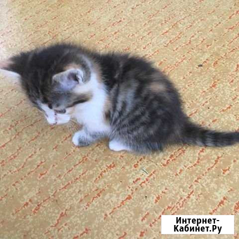 Котёнок Новокузнецк - изображение 1