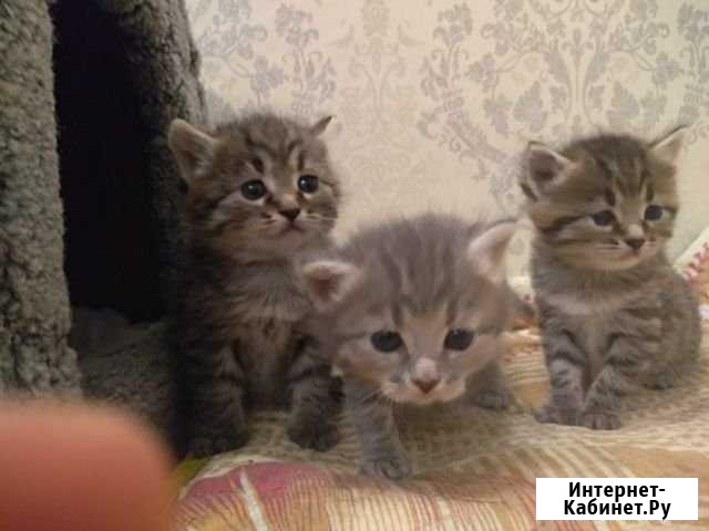 Милейшие котята Видное - изображение 1