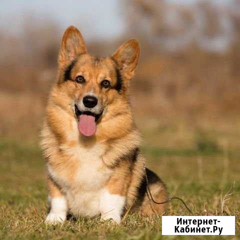 Щенки вельш корги пемброк Прокопьевск - изображение 1