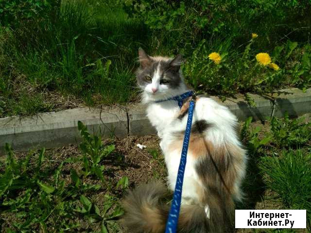 Кошечка в добрые руки Воскресенск - изображение 1