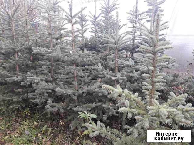 Ель Быково - изображение 1