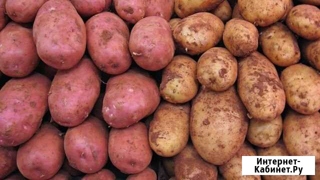 Картофель домаший Нижний Новгород - изображение 1