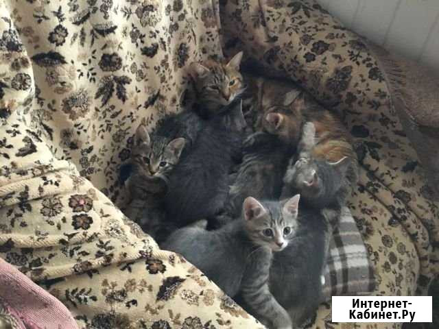 Котята Милославское - изображение 1