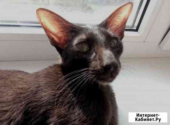Ориентальный котик Воронеж
