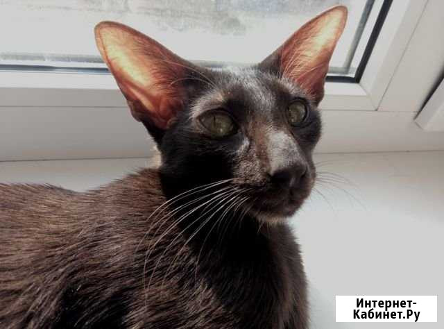 Ориентальный котик Воронеж - изображение 1