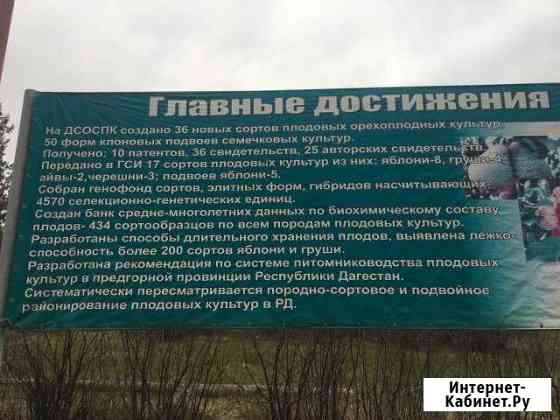 Саженцы деревья Буйнакск