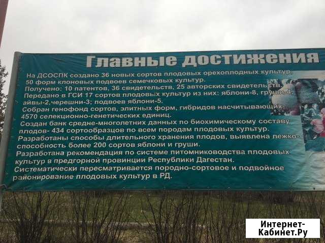 Саженцы деревья Буйнакск - изображение 1