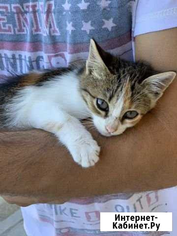 Котенок трехцветный Севастополь - изображение 1
