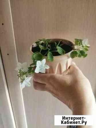 Кампанула Альба. Из серии Жених и невеста Тамбов