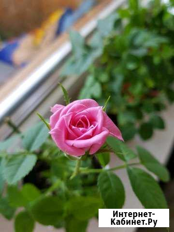 Роза комнатная Курск - изображение 1