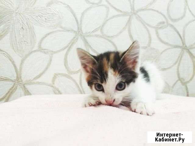 Котёнок Красноуральск - изображение 1