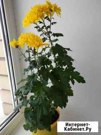 Хризантема желтая цветок комнатный Оренбург