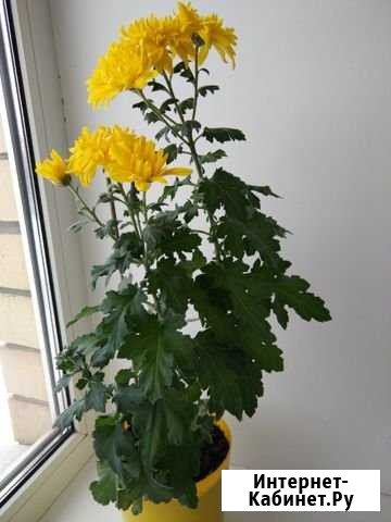 Хризантема желтая цветок комнатный Оренбург - изображение 1