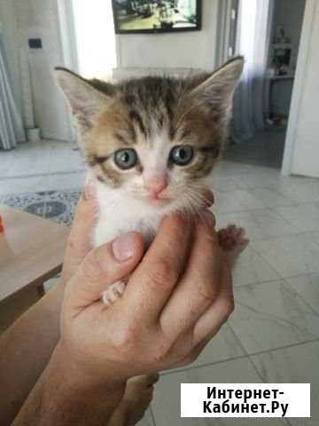 Отдам котят в добрые руки Белореченск - изображение 1