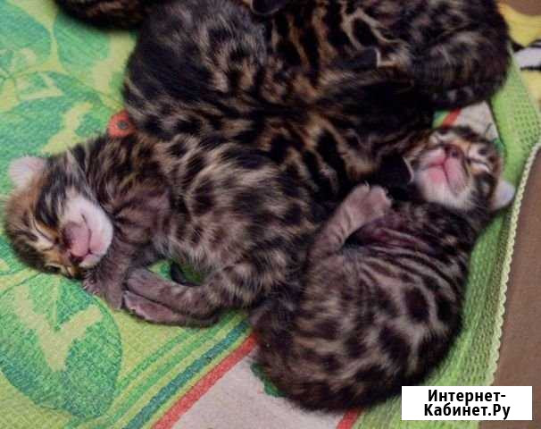 Бенгальские котята (бронирование) Миасс - изображение 1