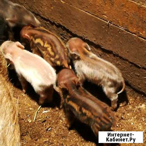 Травоядные поросята кармалы Лысьва - изображение 1
