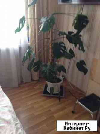 Монстера Нижневартовск