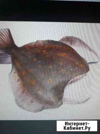 Рыба и курица на корм для животных Омск