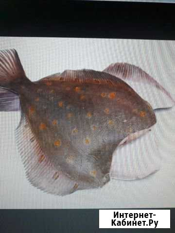 Рыба и курица на корм для животных Омск - изображение 1