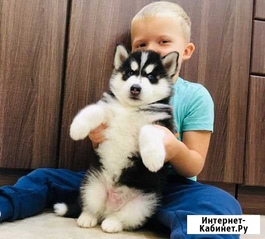 Хасята шикарные чернобелые щеночки + вязка (женихи Череповец - изображение 1
