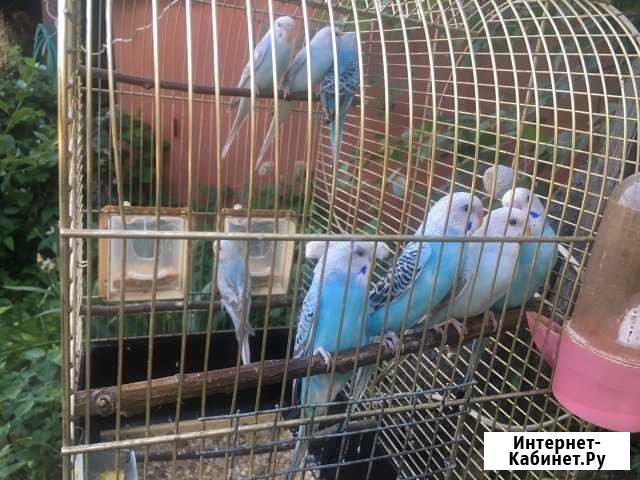Продаю попугаев Дедовск - изображение 1
