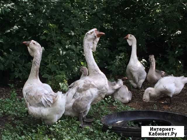 Гуси холмогорской породы Хвалынск - изображение 1