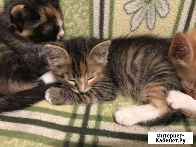 Трехцветный котёнок Ивантеевка - изображение 1