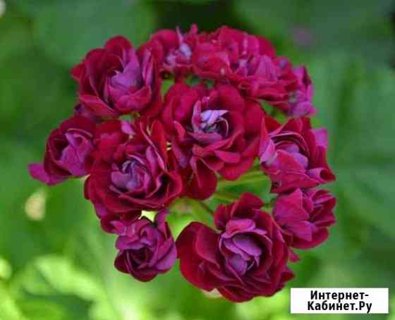 Комнатные цветы Киселевск