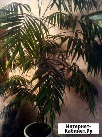 Хамедорея Тула