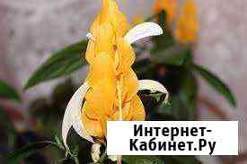 Пахистахис Нефтекамск