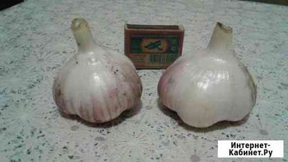 Чеснок зимний элитный Кемерово