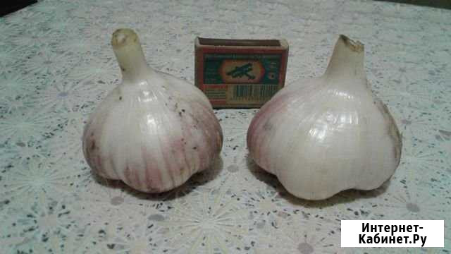 Чеснок зимний элитный Кемерово - изображение 1