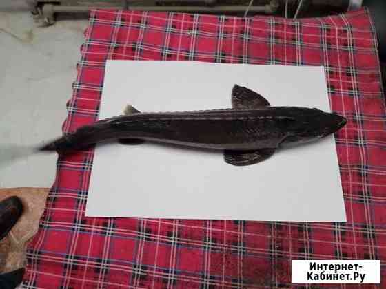 Рыба свежемороженая Сочи