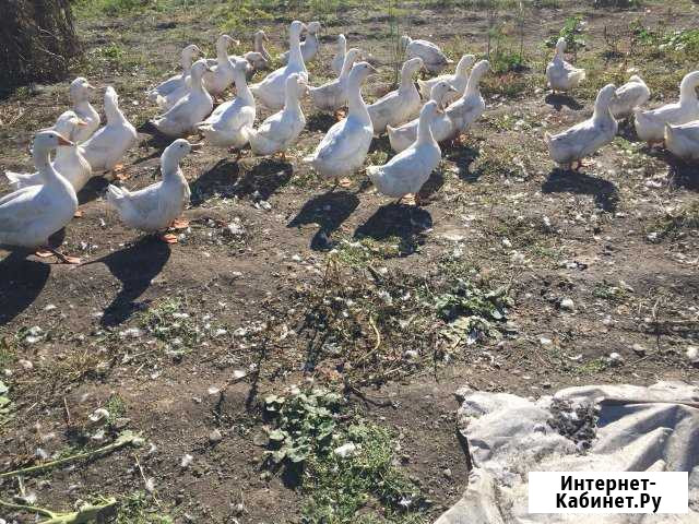 Утки взрослые Абакан - изображение 1