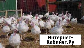 Продам Индюшек Бологое - изображение 1