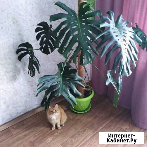 Манстера Ишим - изображение 1