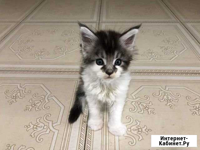 Коты Мейн Куны Кстово - изображение 1