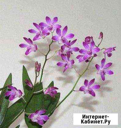 Орхидея Dendrobium Berry Oda Серпухов