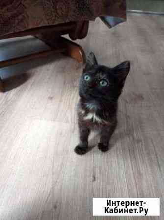 Котенок Сызрань