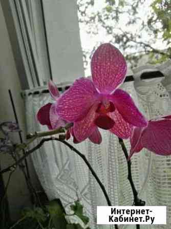 Орхидея фаленопсис Белгород