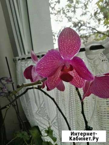 Орхидея фаленопсис Белгород - изображение 1