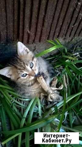 Котята от крысоловки Тихорецк - изображение 1