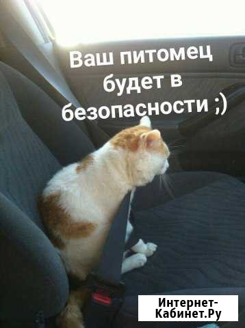 Передержка домашних животных (кошек), зоогостиница Ульяновск - изображение 1