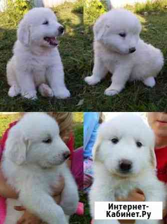 Пиренейские медвежата Ярославль