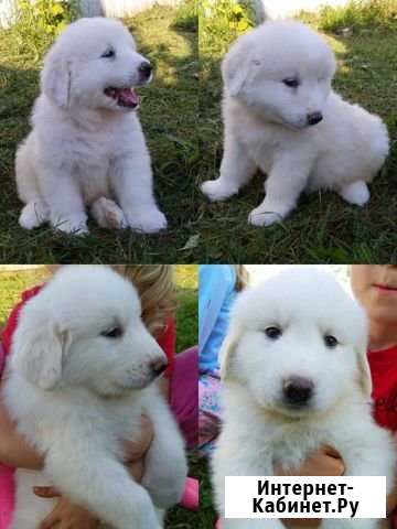 Пиренейские медвежата Ярославль - изображение 1